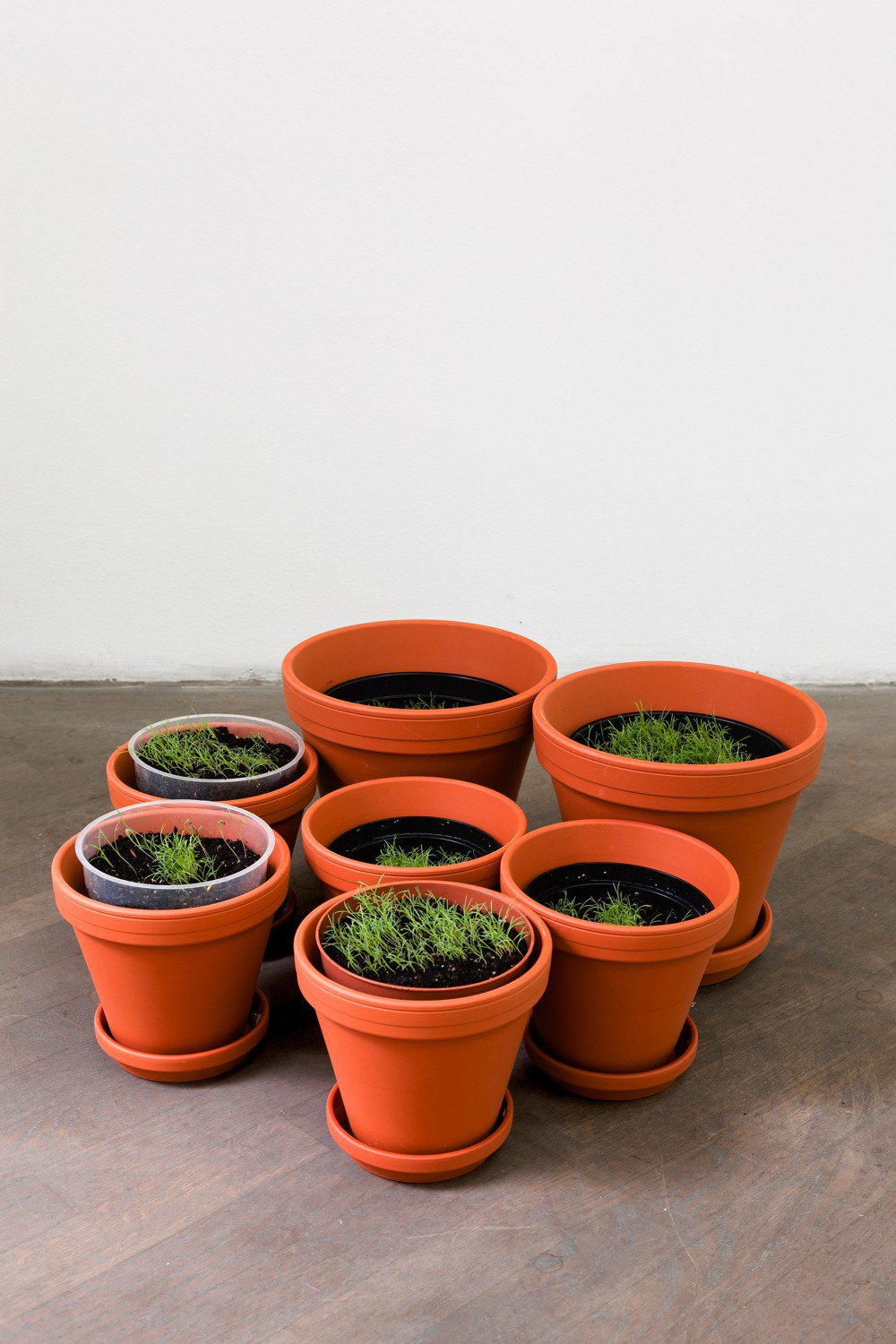Marius EnghEschscholzia Californica, 20137 flower pots, californian poppy seeds, soil, waterDimensions variable