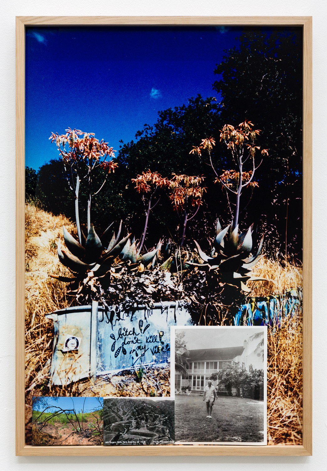 Marius EnghAloe Succotrina, 2013Crossed analog color photograph, collage90 x 60 cm